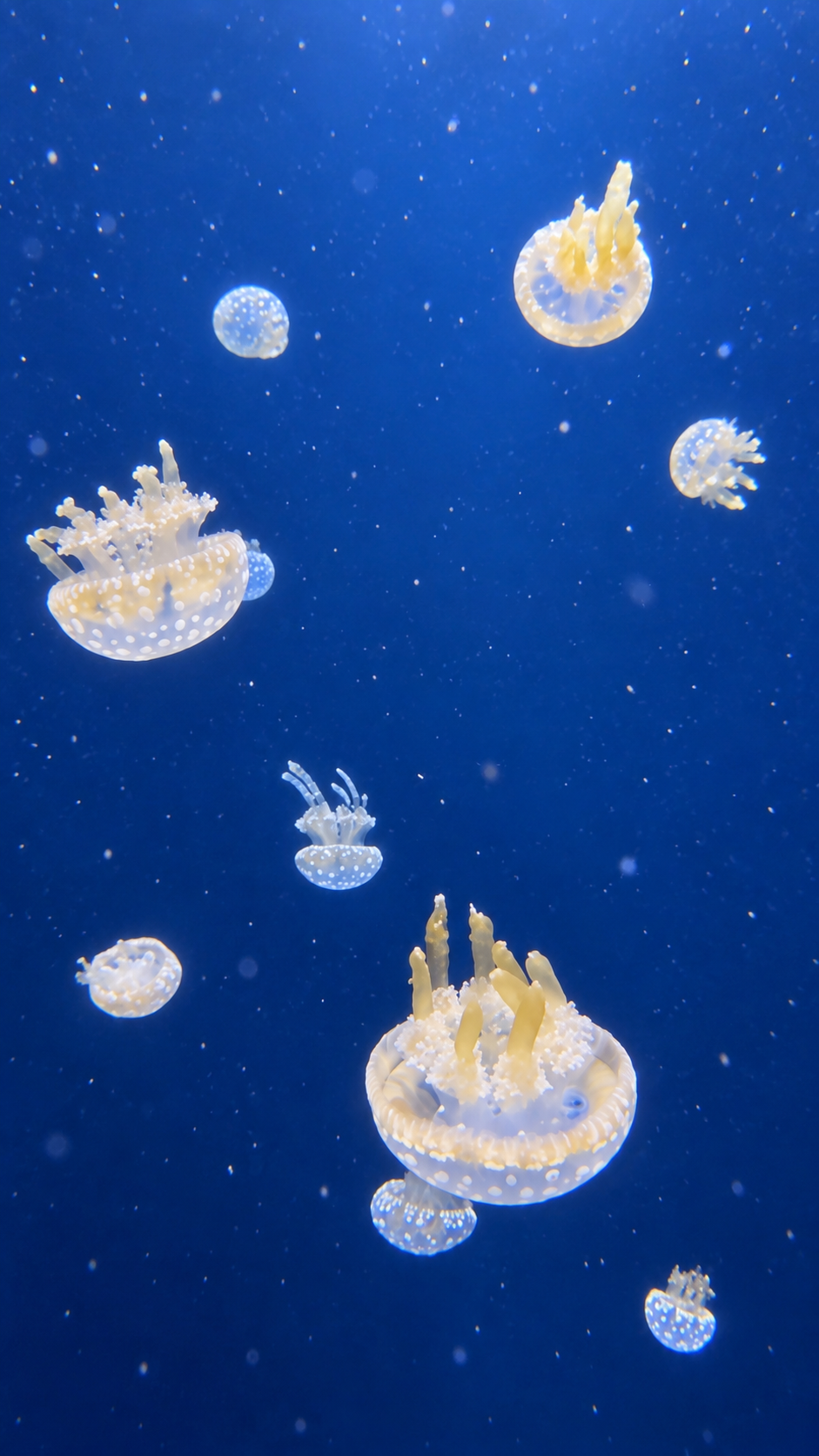 Glowing jellyfish drifting through deep blue water